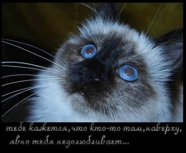 Елена Баженова