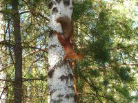 Наталья Игнатова