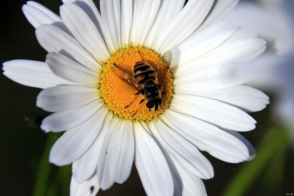 Оля Воинова