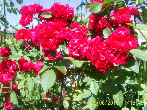 Светлана Филоненко