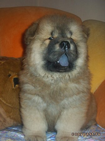 Александр Семенцов