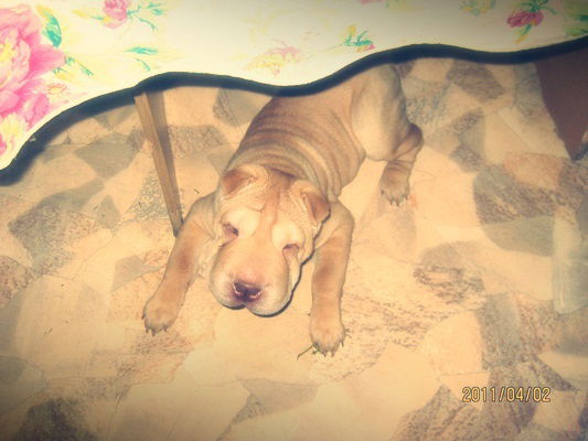 Елена Васильева