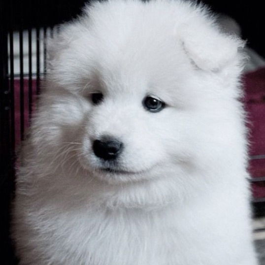 Натали Архипова