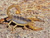 Сергей Писарев