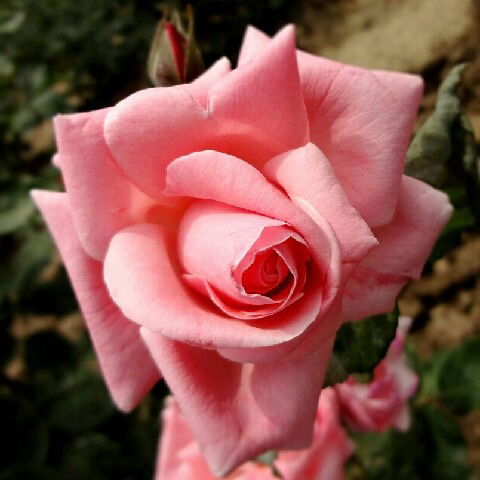 Людмила Рабичева