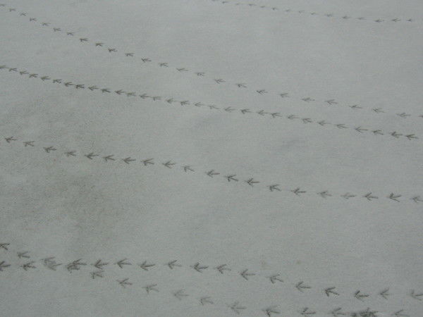 Лебедева Евгения