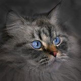 Ирина Свирюкова