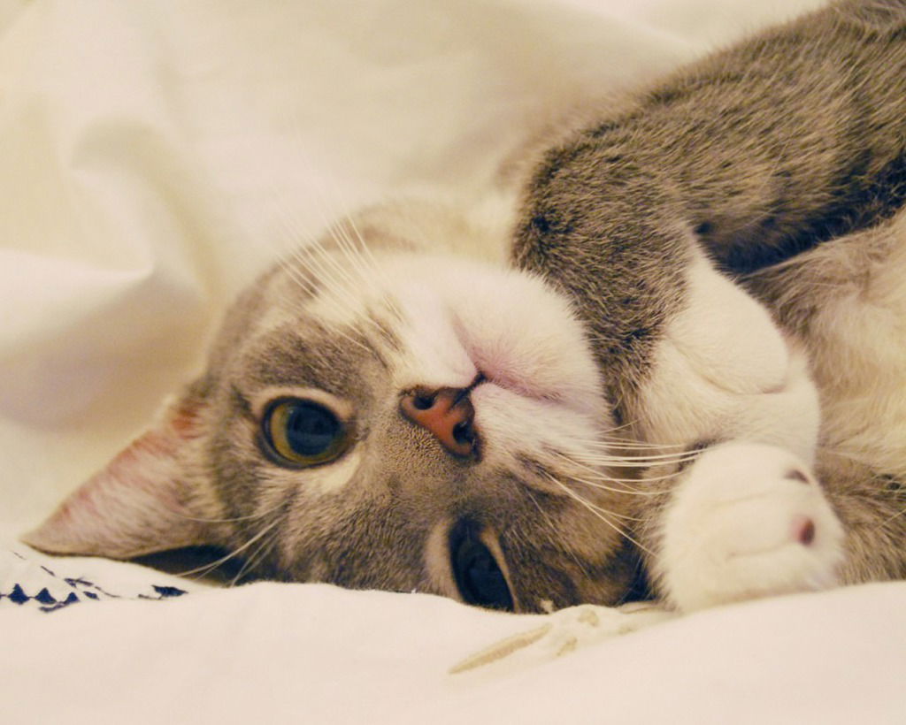 Кошка Любовь