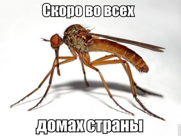 Виталик Грищенко