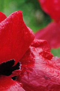 Анастасия Винская