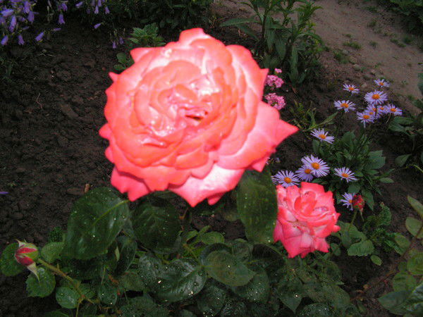 Ольга Владим. Бойко