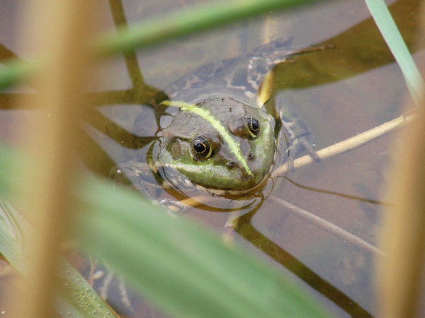Светлана Дюмина
