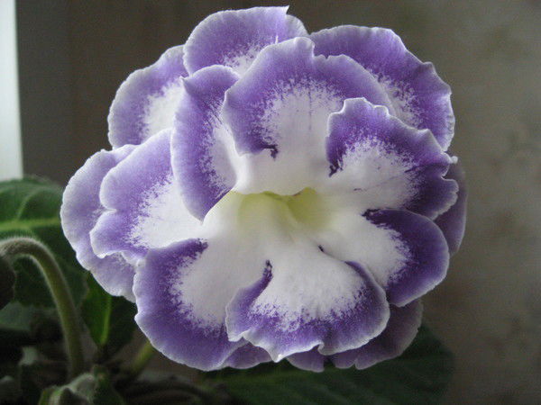 Лариса Березина