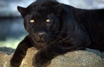 Контейнер 6/2