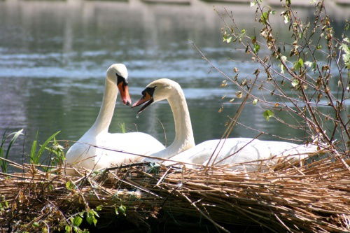 Лебедь Белая