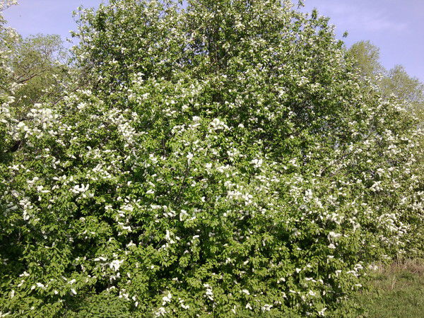 Мила Бычкова