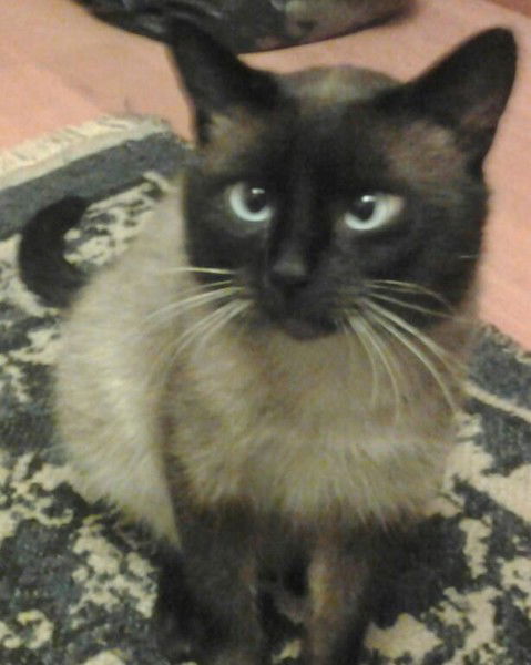 Валера Асафьев