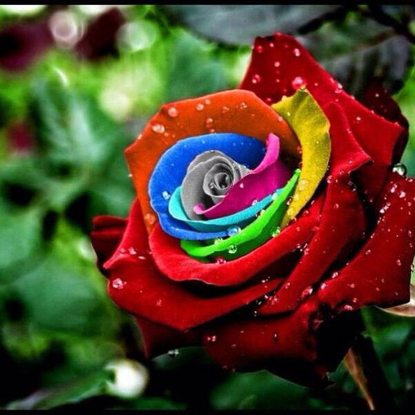 Алиев Махмуд