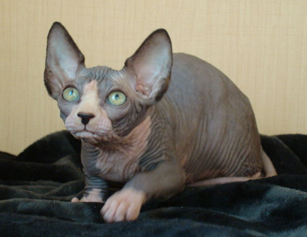 Георгий Грэг