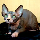 Георгий Грэг