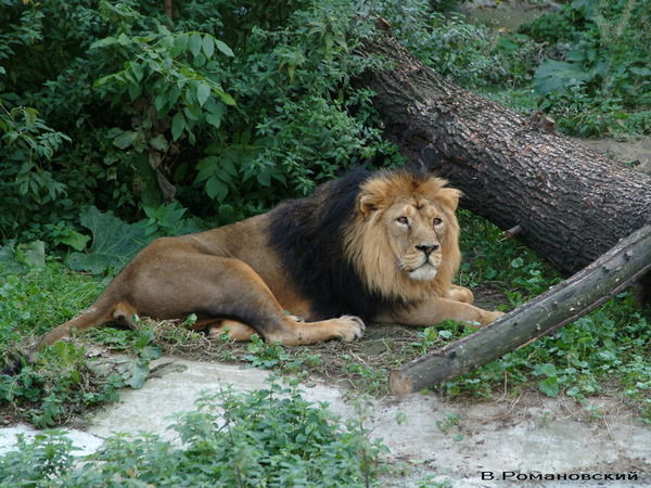 Юрий Коньков