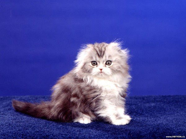 Михаил Киселёв