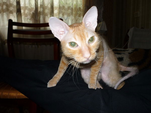 Максим Емельянов