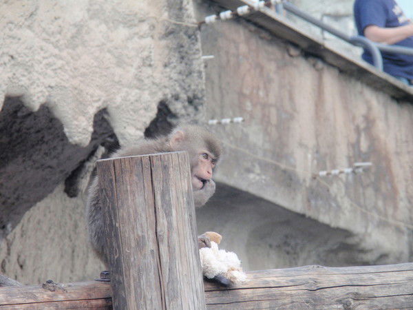 Андрей Исаев