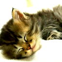 Solnce Veka