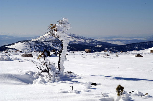 Елена Половкина