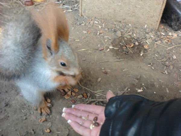 Галина Шпет -Фомина
