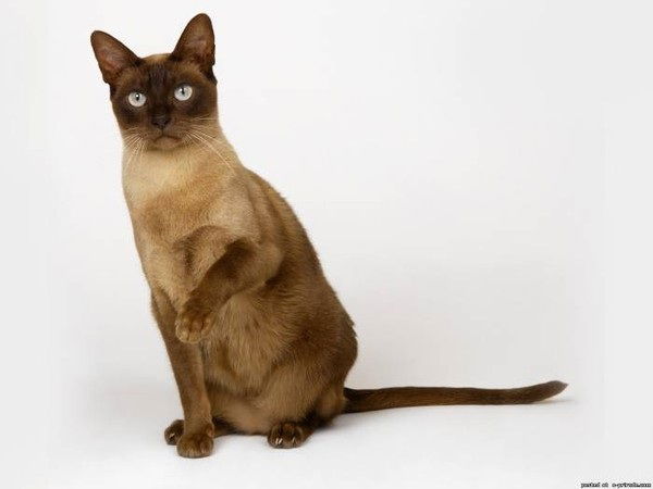 Ольга Юрьевна Левашова