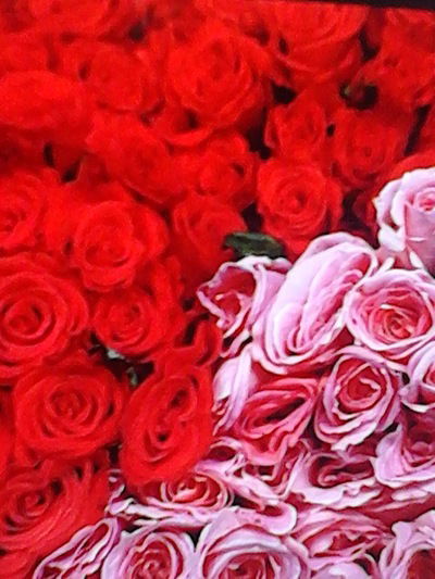 Юлия Грибова