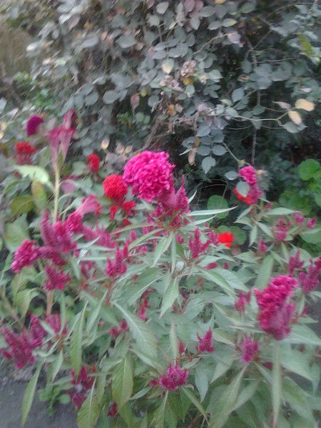 Саёра Ташматова