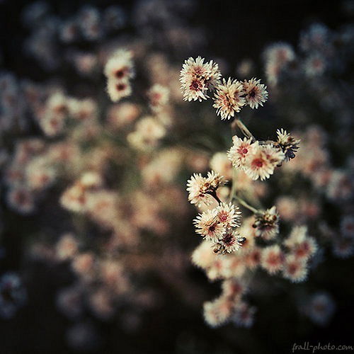 Ксения Паули