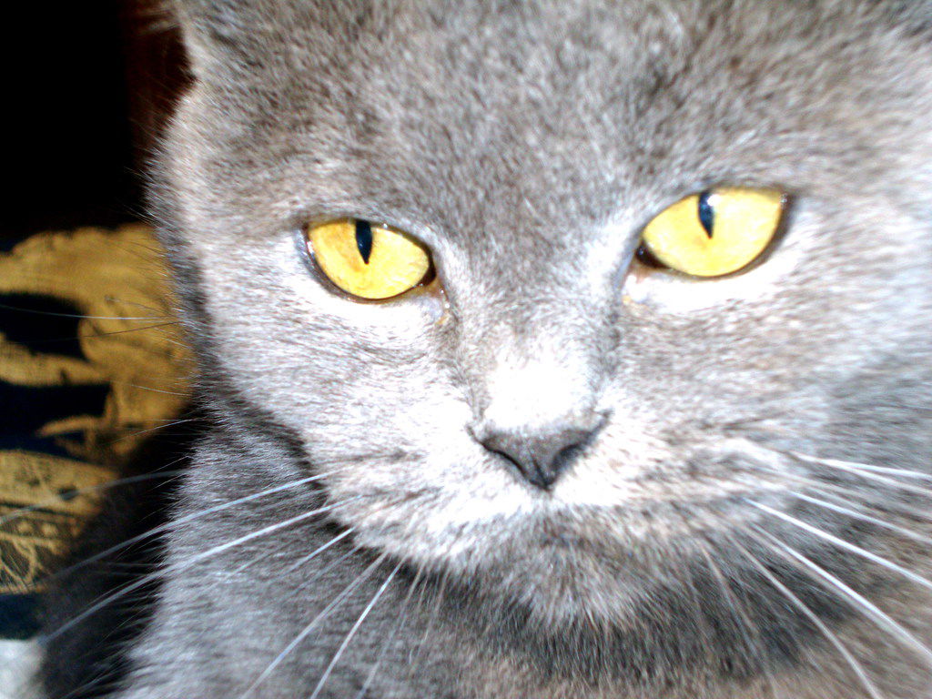 Ольга Александрова