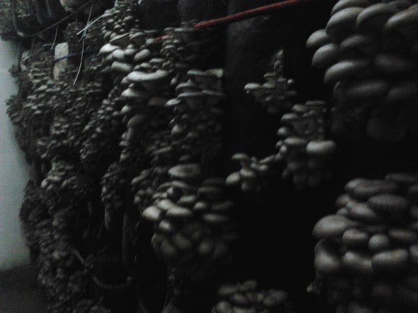 Алена Левищева