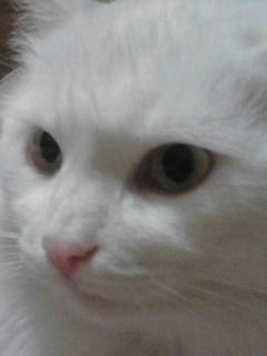 Сергей Смоляк