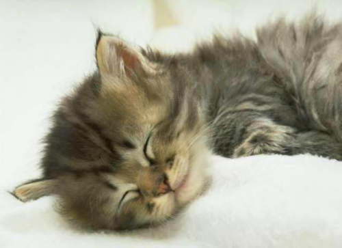 Олька Олька