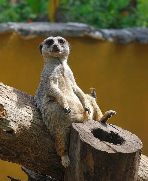 Ралис Гасанов