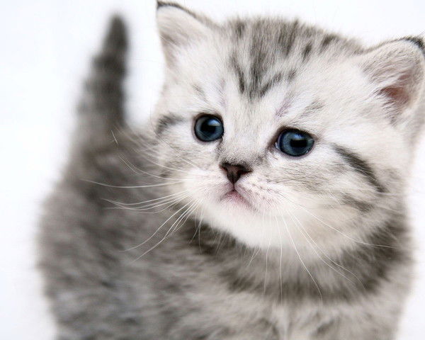 Александра Свининникова