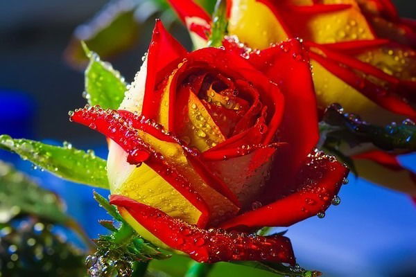 Клара Клара