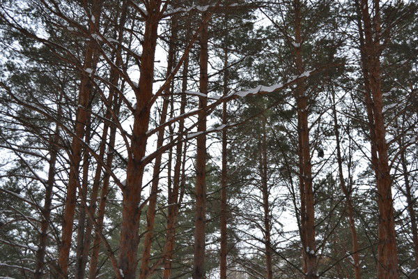 Альбина Хасаншина