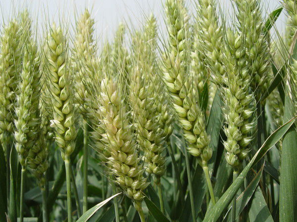 Али Алиханов