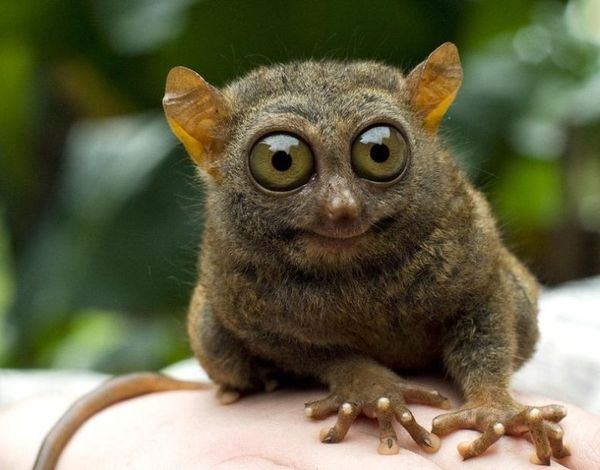 Дима Сенчак