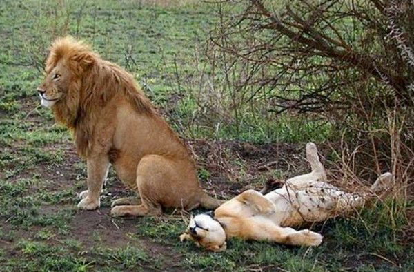 Сергей Непомнящий