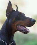 Николай Савостьянов