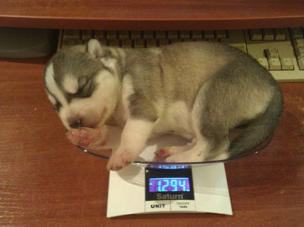 Вера Дорохова