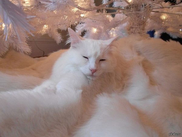 Саня Пацанюк