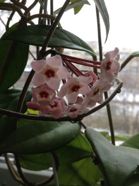 Юлия Фазлиахметова